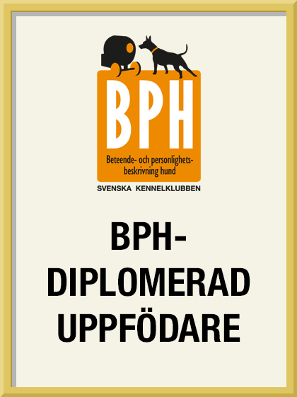 Denna bild har ett alt-attribut som är tomt. Dess filnamn är bph-diplomerad-uppfodare.png